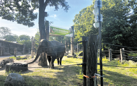 Neues Warnsystem für Dickhäuter auf Schiene