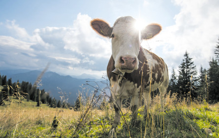 Milchverarbeiter wollen Abgeltung