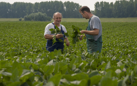 715.000 Tonnen: Die Donau Soja-Ernte wächst 2021 um 49 Prozent