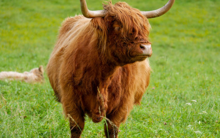 Fleischer Schirnhofer wirft Billa "erpresserische Methoden" vor