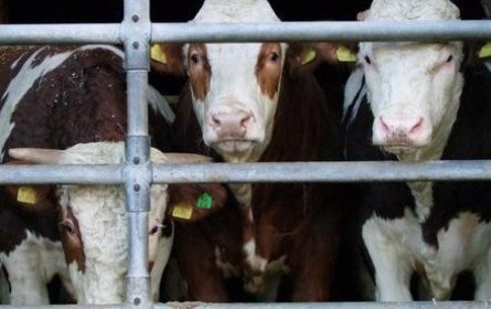 Mogelpackung Tierschutz-Novelle: Das sind die größten Baustellen