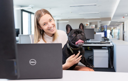 Immer mehr Menschen möchten ihr Tier zur Arbeit mitnehmen