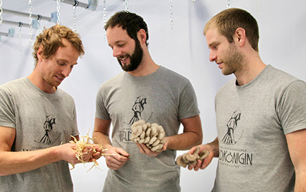 Neu bei Hofer: Heimische Austernseitlinge