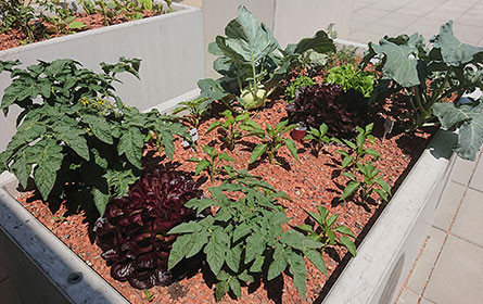 Floristen freuen sich: Selbstversorgung boomt