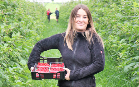 Hofer setzt mit „Schieleitner Beerengarten“ auf regionalen Beerenanbau aus der Steiermark