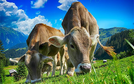 Schnelleres Aus für dauernde Anbindehaltung: AMA-Gütesiegel wird konkreter