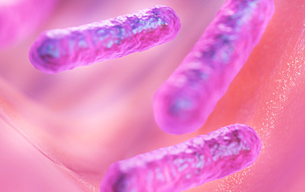 Mikroskopische Putzkolonne