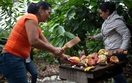 Steigende Schokolade-Nachfrage im Advent