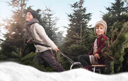 Christbäume aus österreichischen Wäldern geerntet