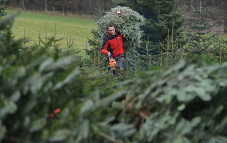 Am 12. Dezember startet der Christbaumverkauf an 264 Wiener Marktplätzen