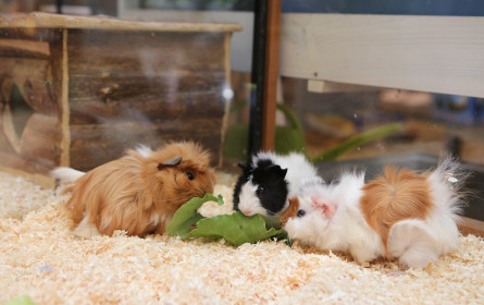 Was Wiener ihren Haustieren zu Weihnachten schenken