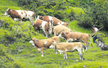 Streit um den Almochsen