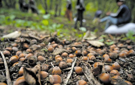 Schoko für die Nerven