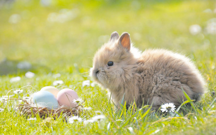 Vorfreude auf die Ostereiersuche