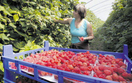 Der Beerenmarkt ist kein Bärenmarkt