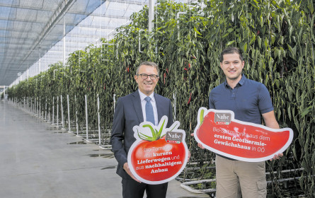 Spars Gemüse gedeiht prächtig mit Geothermie