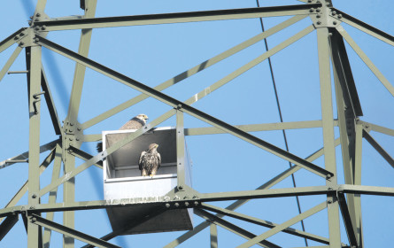 Zuhause in luftiger Höhe