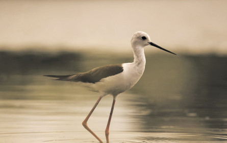 Die Oscars der Naturfilme