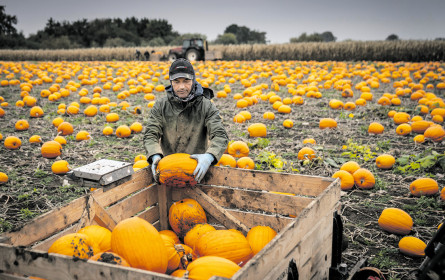 Handelsimpuls Halloween