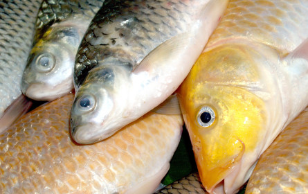 Heimische Fischressourcen 2023 schon verbraucht