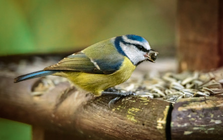 Bei Fressnapf erhalten Sie jetzt Meisenknödel ohne Netz