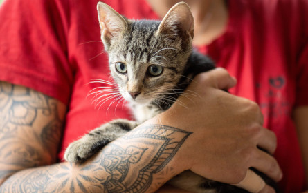 Tierschutz Austria: Prominente Künstler geben Tieren ihre Stimme