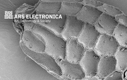 CIFO-Ars Electronica Awards