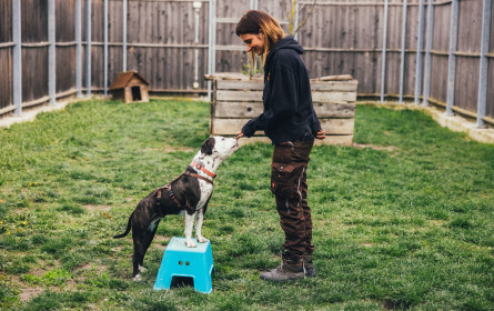 „Tier zuliebe“ von Purina Österreich