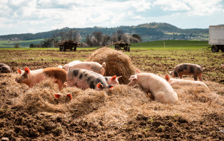 Ja! Natürlich lässt die Sau raus