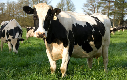 Europameister: Österreichischer Lebensmitteleinzelhandel setzt stärker denn je auf Regionalität & Tierwohl