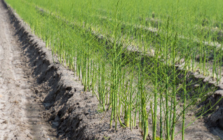 Agrarier erwarten gute Spargelsaison