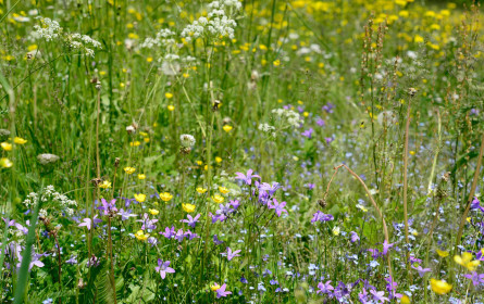 Hofer Bienenschutzfonds feiert 10. Geburtstag