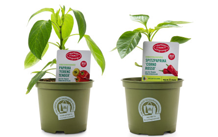 Hofer verkauft als erster Diskonter Blumen und Zierpflanzen mit AMA-Gütesiegel