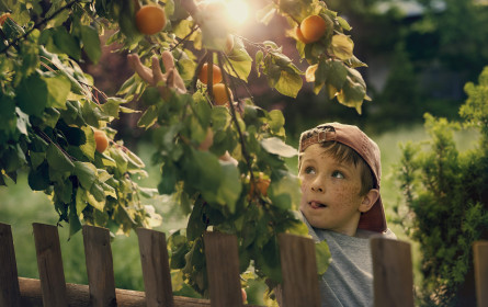Mit dem Nachbarn gut Marillen essen
