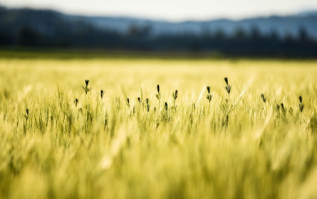 Russland steht bei Getreideabkommen weiter auf der Bremse