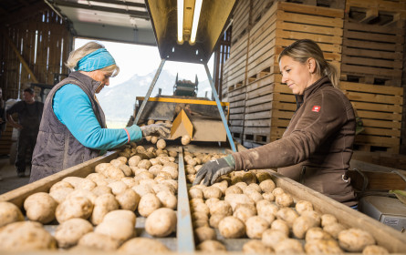 AMA-Marketing feiert Tag des Erdapfels