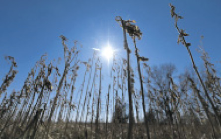 Landwirte spüren Klimafolgen