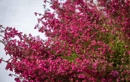 Allerheiligen: 214 Friedhofsgärtner arbeiten auf Hochtouren