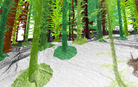 Digitale Waldinventur