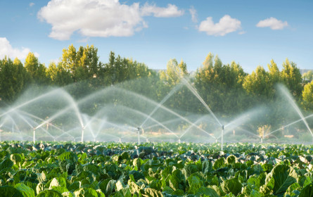 Lidl setzt bei Obst und Gemüse neue Maßstäbe