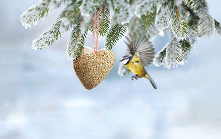Zähl mit: Wildvögel an der Futterstelle - Fressnapfs große Vogelzählung