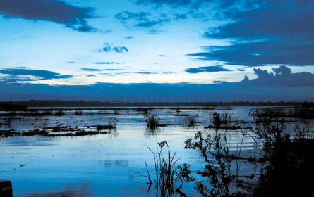 Dort wo die Rosen blühen …