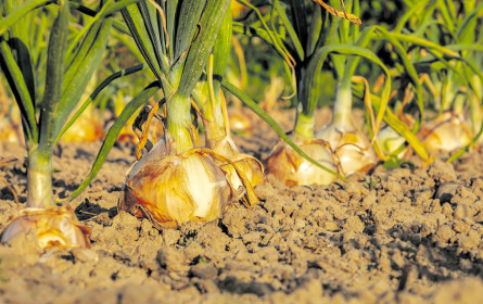 Gemüse ist in aller Österreicher Munde