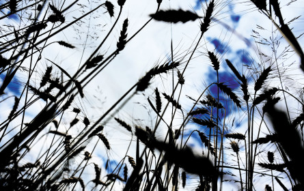 Preis, lass nach – es winkt die Personalnot