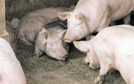 Die Schweine auf der Sennalm