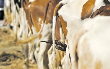 Neue Erkenntnisse über heimische Kühe