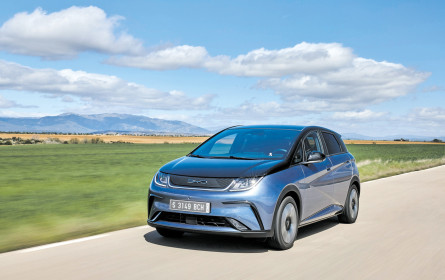 Neuer Delfin am Start