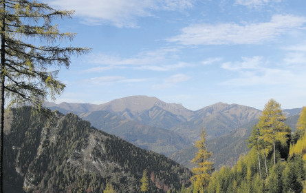„Am Holzweg sein” mit völlig neuer Bedeutung