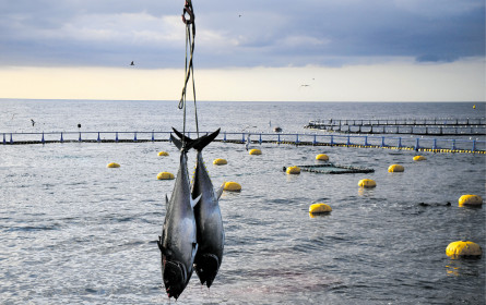 Rio Mare will verlässlich und innovativ bleiben