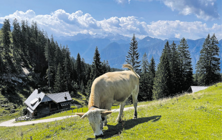Voller Fokus auf Tiergesundheit